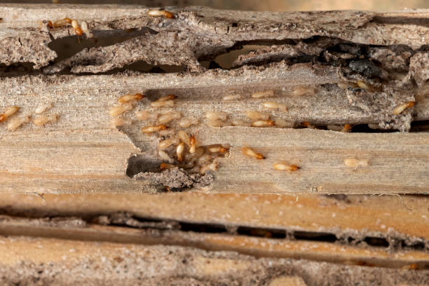 Best Best Pest Control Companies  in Steele, AL